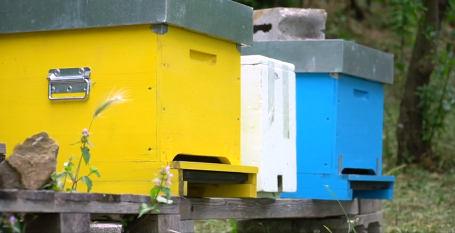 Trieste. Un porto, tante storie | Porto e biodiversità
