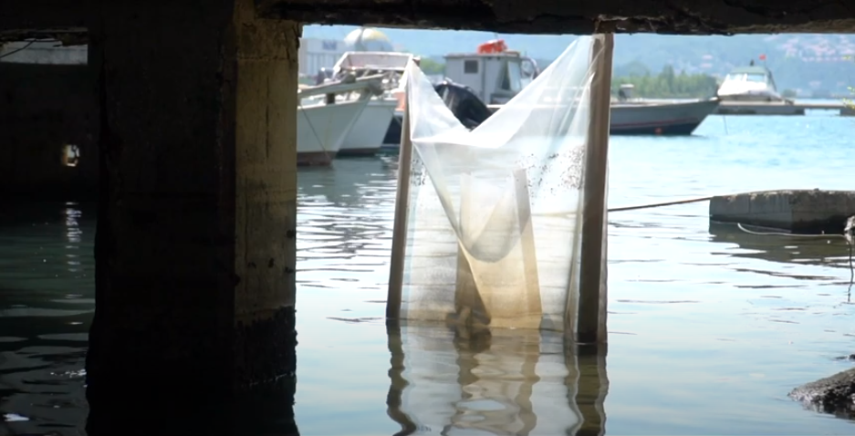 TRIESTE. UN PORTO, TANTE STORIE | Naturografie